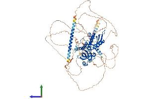 AlphaFold protein structure predicition of Mouse Recombinant Clock Protein, UniprotID O08785