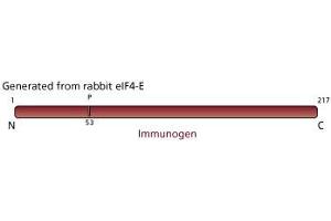 Image no. 3 for anti-Eukaryotic Translation Initiation Factor 4E (EIF4E) (AA 1-217) antibody (ABIN967870) (EIF4E anticorps  (AA 1-217))