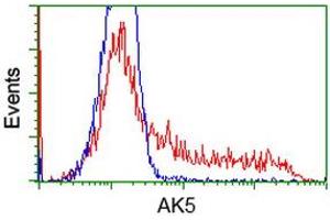 Image no. 7 for anti-Adenylate Kinase 5 (AK5) antibody (ABIN1496535) (Adenylate Kinase 5 anticorps)