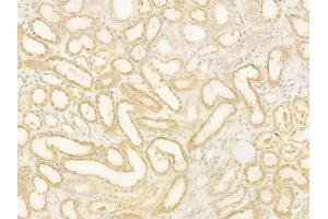 ABIN6260239 and ABIN6273094 at 1/100 staining human normal kidney tissue by IHC-P. (BCO2 anticorps  (Internal Region))