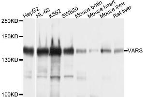 Western blot analysis of extracts of various cells, using VARS antibody. (VARS anticorps)
