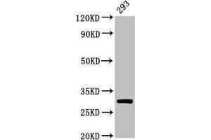 Western Blot Positive WB detected in: 293 whole cell lysate All lanes: RPA2 antibody at 2 μg/mL Secondary Goat polyclonal to rabbit IgG at 1/50000 dilution Predicted band size: 30, 31, 39 kDa Observed band size: 30 kDa (RPA2 anticorps  (AA 1-267))