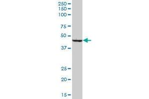 SCLY MaxPab polyclonal antibody. (SCLY anticorps  (AA 1-445))