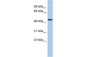 WB Suggested Anti-PDCD7 Antibody Titration: 0. (PDCD7 anticorps  (N-Term))