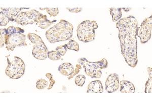 Detection of WNT3A in Human Placenta Tissue using Monoclonal Antibody to Wingless Type MMTV Integration Site Family, Member 3A (WNT3A)