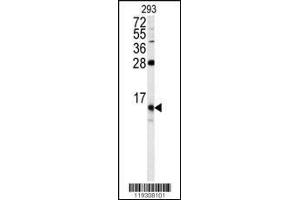 Western blot analysis of FKBP1B antibody in 293 cell line lysates (35ug/lane) (FKBP1B anticorps  (N-Term))