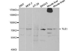 Western Blotting (WB) image for anti-Transducin-Like Enhancer of Split 1 (E(sp1) Homolog, Drosophila) (TLE1) antibody (ABIN1876687)