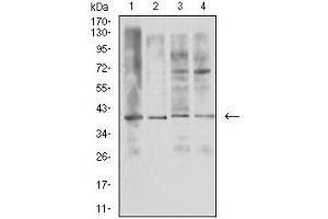 Western blot analysis using TNFSF11 mouse mAb against U937 (1), HL-60 (2), Raji (3), and Ramos (4) cell lysate. (RANKL anticorps  (AA 74-308))