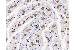 Immunohistochemistry analysis of paraffin-embedded rat muscle using MYL2 Polyclonal Antibody at dilution of 1:300. (MYL2 anticorps)