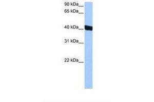 anti-Chitinase 3-Like 1 (Cartilage Glycoprotein-39) (CHI3L1) (AA 198-247) antibody