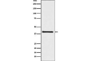 Western blot analysis of PRAS40 expression in 293T cell lysate.