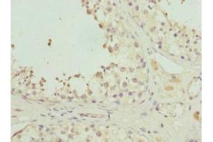 Immunohistochemistry of paraffin-embedded human testis tissue using ABIN7162350 at dilution of 1:100 (GPR68 anticorps  (AA 276-365))