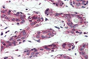 Anti-TAOK1 antibody  ABIN1049394 IHC staining of human breast. (TAO Kinase 1 (TAOK1) (Internal Region) anticorps)