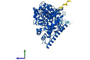 AlphaFold protein structure predicition of Human Recombinant CYP46A1 Protein, UniprotID Q9Y6A2