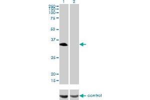Western blot analysis of HLF over-expressed 293 cell line, cotransfected with HLF Validated Chimera RNAi (Lane 2) or non-transfected control (Lane 1). (HLF anticorps  (AA 1-295))