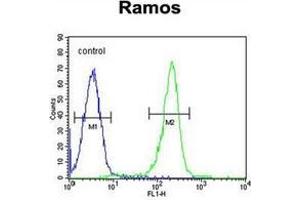 Flow cytometric analysis of Ramos cells using Kininogen-1 Antibody (N-term) Cat. (KNG1 anticorps  (N-Term))