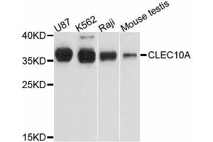 Western blot analysis of extracts of various cell lines, using CLEC10A antibody. (CLEC10A anticorps)