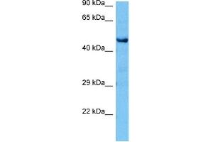 Host:  Mouse  Target Name:  CTBP1  Sample Tissue:  Mouse Brain  Antibody Dilution:  1ug/ml (CTBP1 anticorps  (C-Term))