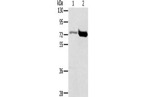 Western Blotting (WB) image for anti-Protein Inhibitor of Activated STAT, 1 (PIAS1) antibody (ABIN2432537) (PIAS1 anticorps)
