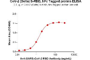 ELISA plate pre-coated by 2 μg/mL (100 μL/well) SARS-CoV-2 (Delta) S protein RBD , hFc Tag (ABIN7455412, ABIN7490657 and ABIN7490659) can bind Anti-SARS-CoV-2 RBD antibody (DM55), Rabbit mAb ABIN6964063, ABIN7272681 and ABIN7289670 in a linear range of 0.