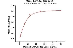 Immobilized Mouse BAFF, Tag Free (ABIN6386416,ABIN6388247) at 5 μg/mL (100 μL/well) can bind Mouse BCMA, Fc Tag (ABIN5674646,ABIN6253667) with a linear range of 0.