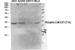 Western Blot (WB) analysis of specific cells using Phospho-Cdk1/2/3 (T14) Polyclonal Antibody. (CDK1/2/3 (pThr14) anticorps)