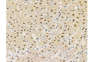 anti-Chromosome 2 Open Reading Frame 68 (C2orf68) antibody