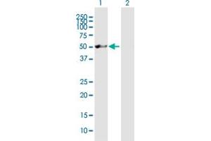 Western Blot analysis of NXN expression in transfected 293T cell line by NXN MaxPab polyclonal antibody.