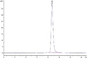 The purity of Cynomolgus MMP-8 is greater than 95 % as determined by SEC-HPLC.