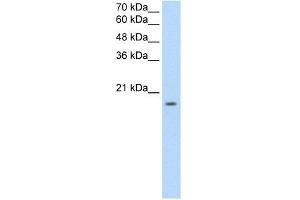 WB Suggested Anti-EDG8 Antibody Titration:  2. (S1PR5 anticorps  (N-Term))