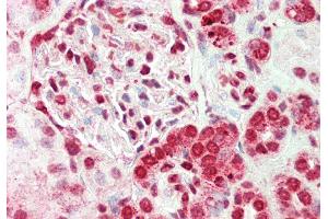 Rabbit Anti-ELF2 antibody  Formalin Fixed Paraffin Embedded Tissue: Human Kidney Primary antibody Concentration: 1:200 Secondary Antibody: Donkey anti-Rabbit-Cy3 Secondary Antibody Concentration: 1:200 Magnification: 20x Exposure Time: 0. (ELF2 anticorps  (N-Term))