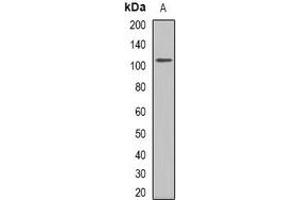 Western blot analysis of GLUR1 expression in rat kidney (A) whole cell lysates. (Glutamate Receptor 1 anticorps  (C-Term))