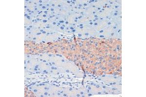 Immunohistochemistry of paraffin-embedded mouse pancreas using KIF5B antibody (ABIN7268136) at dilution of 1:200 (40x lens).