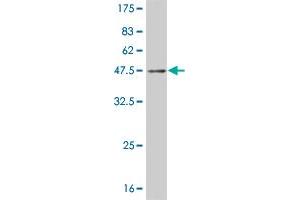 Western Blot detection against Immunogen (43.