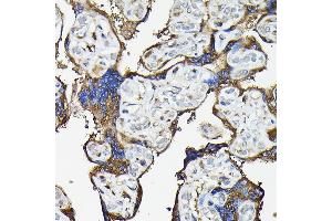 Immunohistochemistry of paraffin-embedded human placenta using FA Rabbit pAb (ABIN7267102) at dilution of 1:100 (40x lens). (FAM117A anticorps)