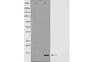 Western blot analysis of Hela whole cell lysates, using GLRX Antibody. (Glutaredoxin 1 anticorps  (N-Term))