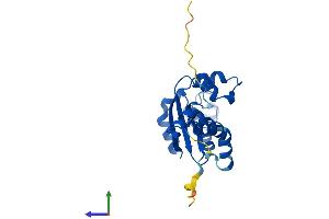 AlphaFold protein structure predicition of Human Recombinant NME5 Protein, UniprotID P56597