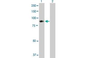 Western Blot analysis of SH2D3C expression in transfected 293T cell line by SH2D3C MaxPab polyclonal antibody. (SH2D3C anticorps  (AA 1-703))