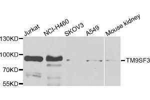 Western blot analysis of extracts of various cells, using TM9SF3 antibody. (TM9SF3 anticorps)