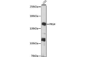 Western blot analysis of extracts of LO2 cells, using PRG4 antibody (ABIN7269722) at 1:1000 dilution. (Proteoglycan 4 anticorps  (AA 1264-1363))
