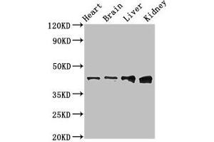 Western Blot Positive WB detected in: Rat heart tissue, Mouse brain tissue, Mouse liver tissue, Mouse kidney tissue All lanes: RUNX3 antibody at 3 μg/mL Secondary Goat polyclonal to rabbit IgG at 1/50000 dilution Predicted band size: 45, 46 kDa Observed band size: 45 kDa (RUNX3 anticorps  (AA 1-415))