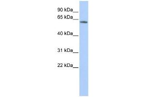 KCNG4 antibody used at 1 ug/ml to detect target protein.