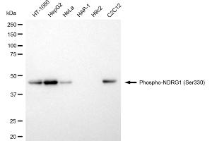 Western blotting analysis using phospho-NDRG1 (Ser330) antibody (ABIN7799537).