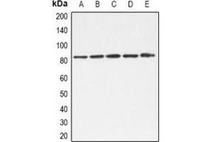 Western blot analysis of TLE1/2/3/4 expression in A549 (A), K562 (B), Hela (C), NIH3T3 (D), mouse liver (E) whole cell lysates. (TLE1/2/3/4 (C-Term) anticorps)