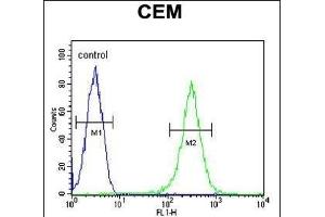 INB Antibody (C-term) (ABIN654447 and ABIN2844181) flow cytometric analysis of CEM cells (right histogram) compared to a negative control cell (left histogram). (INPP5B anticorps  (C-Term))