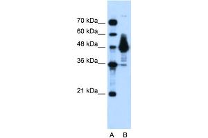 WB Suggested Anti-ENO1 Antibody Titration:  0. (ENO1 anticorps  (Middle Region))