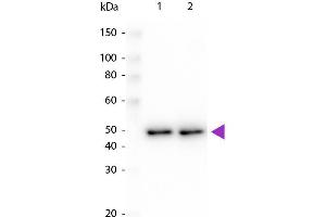 Western blot of Peroxidase conjugated Rabbit Anti-DYKDDDDK same epitope as Sigma's Anti-FLAG antibody. (DYKDDDDK Tag anticorps  (HRP))