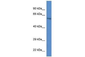 WB Suggested Anti-Zkscan1 Antibody   Titration: 1. (ZKSCAN1 anticorps  (C-Term))