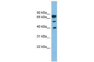 LETMD1 antibody used at 1 ug/ml to detect target protein.