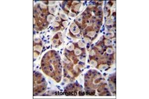 Immunohistochemistry analysis in Formalin Fixed, Paraffin Embedded Human stomach tissue stained with SH2D4B Antibody (C-term) followed by peroxidase conjugation of the secondary antibody and DAB staining. (SH2D4B anticorps  (C-Term))